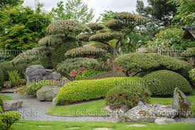 Image Dwarf Mountain Pine Pinus Mugo 535420 Images And Videos Of Plants And Gardens Japanese Garden Japanese Garden Design Urban Garden