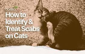 Cat fleas are wingless parasites, the adult flea lives on the cat's skin, feeding off his blood. Home Remedies For Cat Scabs 7 Easy Methods You Can Do Yourself