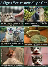 28 Random Memes That Ll Tickle Your Funny Bone Cat Memes Cats Animal Memes