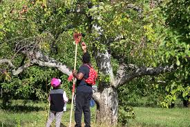 303 upper rd deerfield ma 01342. Family Fall Fun Pick Your Own Orchards Thrive In Pandemic Csmonitor Com