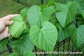 Image result for Tinospora fragosa