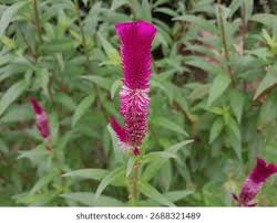 Image result for Coleus sessilifolius