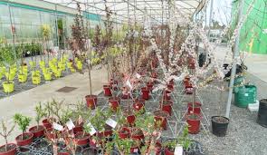 Search from our range of quality plants as well as potting mix, fertilisers and pots. Flowering Trees Flowering Trees Delivery Melbourne