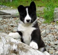 They require an inordinate amount of physical exercise and mental stimulation. 30 Karelian Bear Dogs Ideas Karelian Bear Dog Dogs Bear Dog