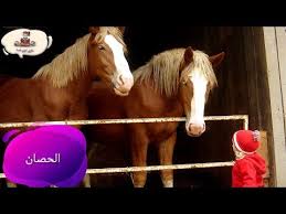 معلومات عن الحصان للاطفال بدون موسيقى من راويتي تروي قصة youtube horses animals