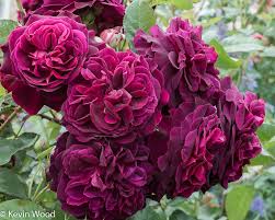 David Austin Rose Munstead Wood Fleur Jardin Fleurs Rosier Anglais