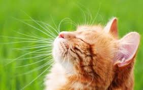 Tierärzte bezeichnen die katze als „saisonal polyöstrisch, denn der zyklus ist bei dieser tierart in der regel an die jahreszeiten gebunden. Wenn Die Katze Rollig Ist Die Rolligkeit Bei Katzen
