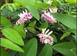 Image result for Indigofera microcarpa
