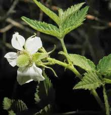 Image result for Rubus rosifolius