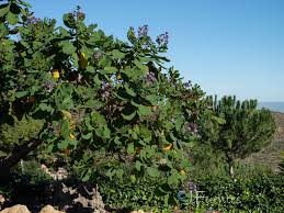 Image result for Wigandia urens