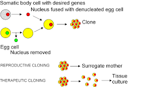 Somatic Cell Nuclear Transfer Can Create Clones For Both Reproductive And Therapeutic Purposes Body Cells Stem Cell Therapy Science Daily