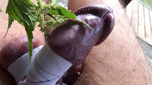 BDSM Tortur Penis with Stinging Nettles: Gay Man Porn