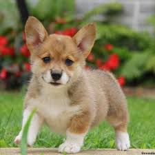 These pembroke welsh corgi puppies are friendly & energetic. Welsh Corgi Mix Puppies For Sale Greenfield Puppies