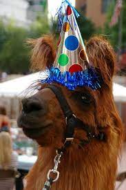 Back To Basics Birthday Meme Party Hats Llama