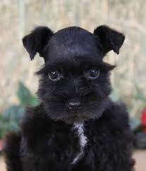 Black And White Schnauzer Pictures Black Miniature Schnauzer Puppy Www Chapmanschnauzers Com Snauzer Puppy Schnauzer Breed Miniature Schnauzer