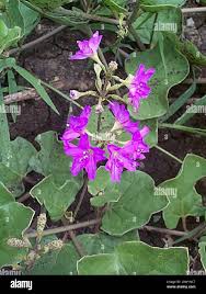 Image result for Commicarpus pentandrus