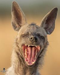 Https Www Instagram Com Funny Wild Animals Laughing Animals Funny Animal Faces