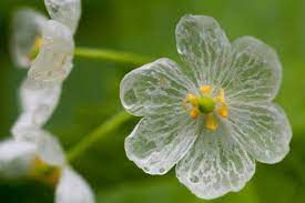 日本行人都被這些 一轉眼就變透明的花 給搞糊塗了 skeleton flower unusual flowers transparent flowers