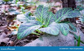 Image result for Gynura pseudochina