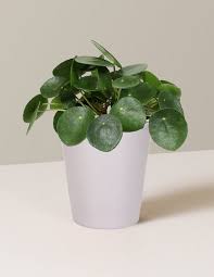 Image result for Pilea johnstonii