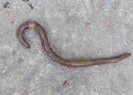 The worms usually come out at night while your child is sleeping. Red House Garden Earthworms Gone Bad