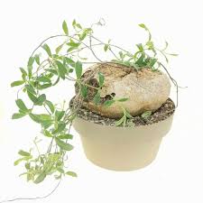 Image result for Raphionacme procumbens