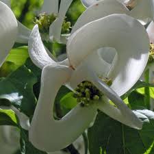 Flowering dogwood trees (cornus florida) are among the most prominent and pretty additions to natural and cultivated landscapes throughout their eastern range in united states department of agriculture plant hardiness zones 5 to 9. Cornus Florida Urbiniana Magic Dogwood