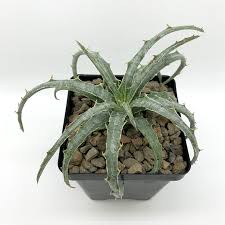 Image result for Heinsia zanzibarica