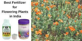 Best fertilizers for bougainvillea plants.grow healthy and vibrant blooms by using these fertilizers all year long. Best Fertilizer For Blooming Flowers Cromalinsupport