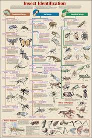 Both camouflage well amid certain plants. Insect Identification Chart Non Laminated 5 95 Insect Identification Garden Insects Insects