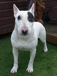 Resultado De Imagem Para Bull Terrier Wallpaper English Bull Terrier Puppy Bull Terrier Mini Bull Terriers