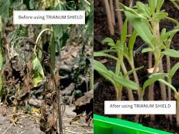 Image result for tomato seedling damping off