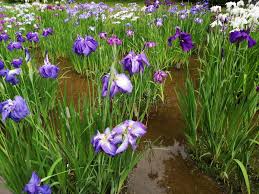 Free shipping on orders over $25 shipped by amazon. 7 303 Water Iris Photos Free Royalty Free Stock Photos From Dreamstime