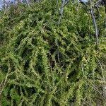 Image result for Lycium mascarenense