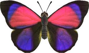 Check spelling or type a new query. Agrias Butterfly Animal Crossing Wiki Nookipedia
