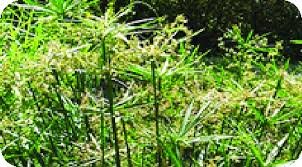 Image result for Cyperus articulatus