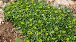 In Diesem Beitrag Zeigen Wir Ihnen 9 Bodendecker Die Schnellwachsend Und Anspruchslos Sind Und Perfekt In Ihren Gart In 2020 Bodendecker Staudenbeet Schneller Wachsen