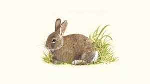 A question that is asked often but not always answered correctly. Rabbits How Do Rabbits Eat Other Rabbit Facts The Rspb