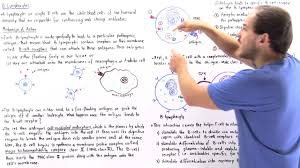 Image result for B-Lymphocyte