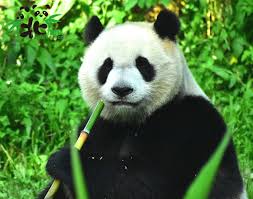 The site owner hides the web page description. æ—…éŠ è¦ªå­éŠçŽ© æœ¨æŸµå‹•ç‰©åœ' ä¼'åœ' å°åŒ—æœ¨æŸµå‹•ç‰©åœ'6 19èµ·ä¼'åœ'10å¤©æƒ³çœ‹å‹•ç‰©æŠŠæ¡é€™å'¨æœ« ä»Šå'¨åˆŠ