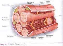 Cross Section Body Sections Skeletal Muscle Anatomy Smooth Muscle Tissue Skeletal Muscle