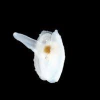 Image result for Galeomma