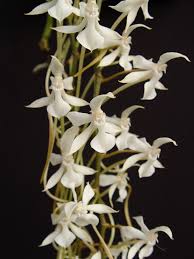 Image result for Aerangis ugandensis