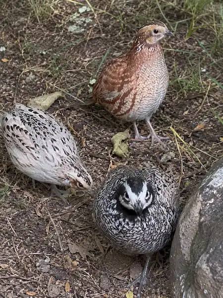 Types Of Quail: 7 Quail Breeds For Eggs, Meat & Aviaries