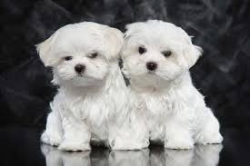 Black And White Maltese Puppy 10 Dog Breeds With A Higher Life Expectancy Maltese Puppy Maltese Puppies For Sale Maltese Dogs