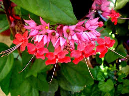 Check spelling or type a new query. Red Bleeding Heart Vine Live Plant Clerodendrum Speciousos Favorite Heirloom Shade Garden Unusual Flower Starter Size 4 Inch Pot Emerald Tm Bleeding Heart Bleeding Heart Vine Plants