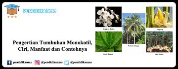Dikotil oleh pengajarku diposting pada januari 23, 2021 pada kesempatan kali ini pengajar.co.id dikotil : Pengertian Tumbuhan Monokotil Ciri Manfaat Dan Contohnya