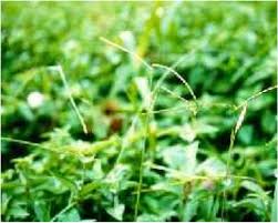 Image result for Paspalum conjugatum