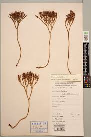 Image result for Psilotaceae