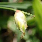 Image result for Abildgaardia ovata